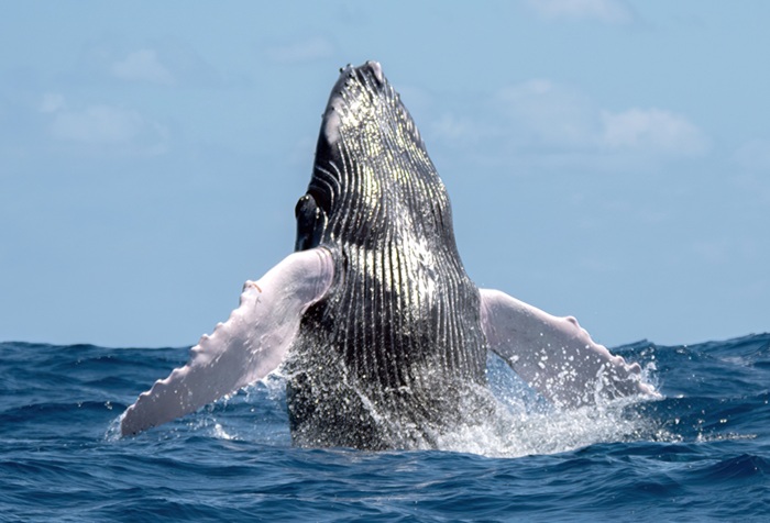 humpback-breach-Samana Bay-Miches